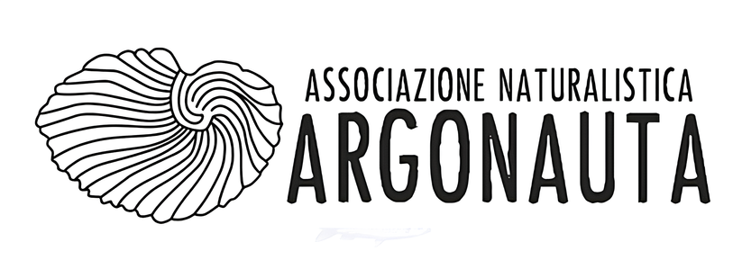 Argonauta